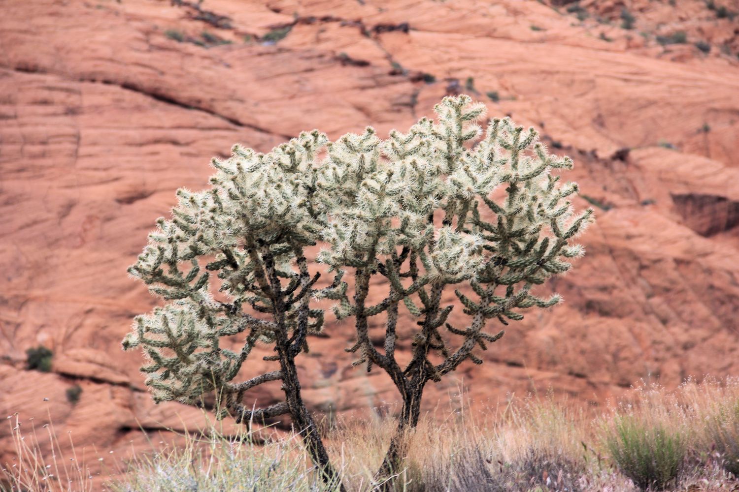 Snow Canyon State Park 